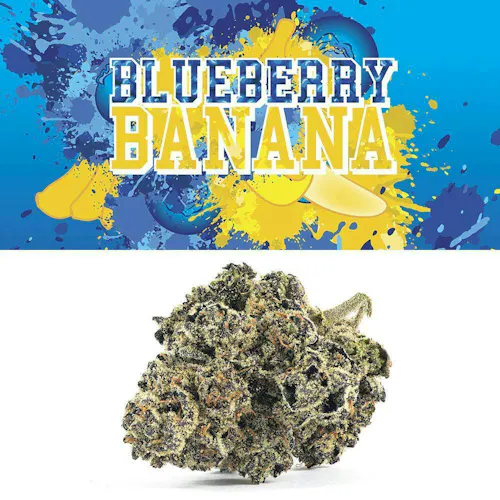 Cookies – Blueberry Banana – Indoor – Flower Tub-1