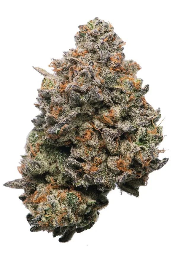 GATSBY CANNABIS CO. GATSBY CANNABIS CO. | RAINBOW BELTS | PRE-PACK HYBRID — FLOWER