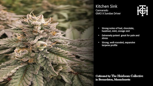 Kitchen Sink (H) - 3.5g Flower - Heirloom Collective - Image 2