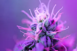 Flower category image