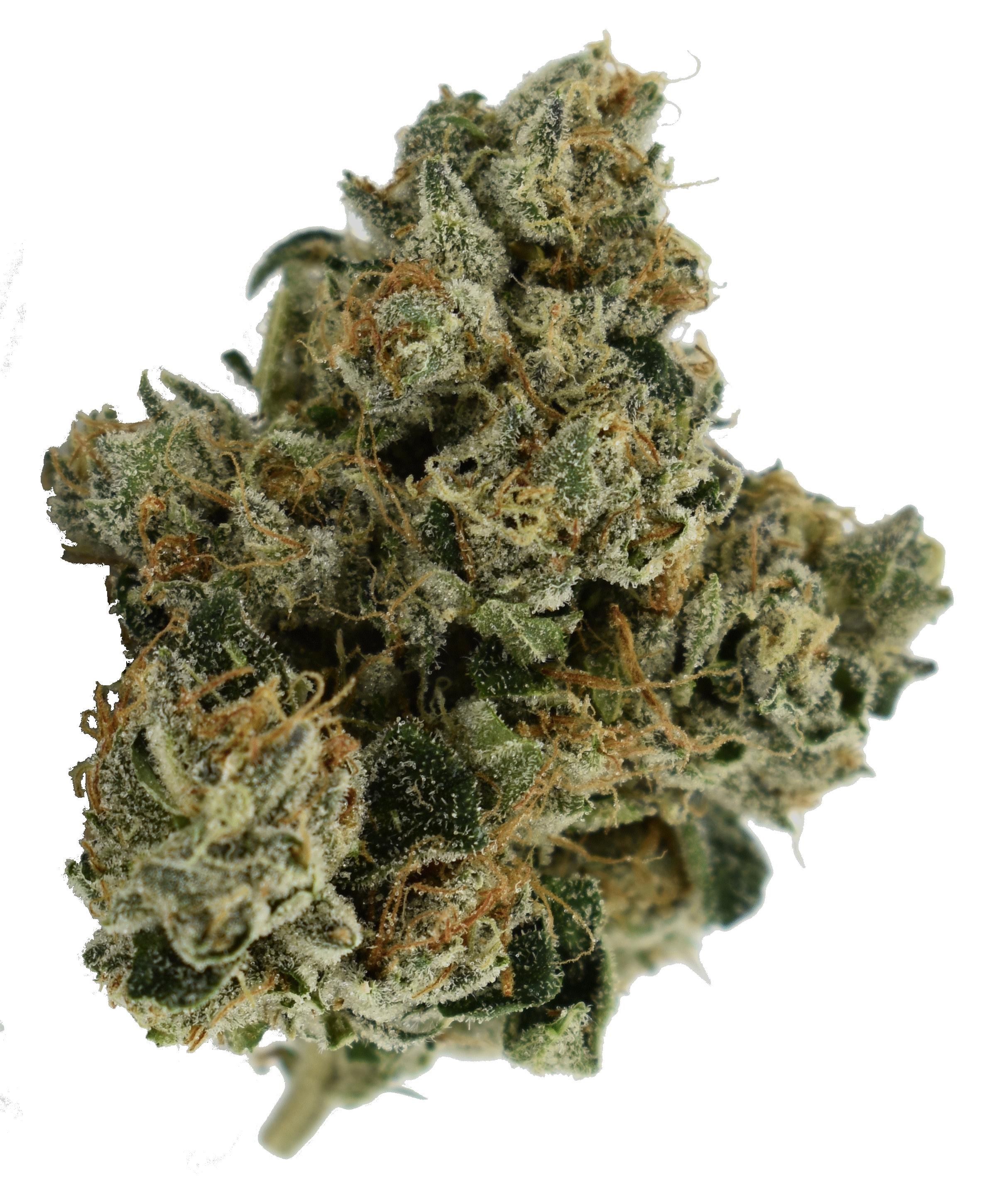 23% Emerald Fire OG Weed Christmas Gift