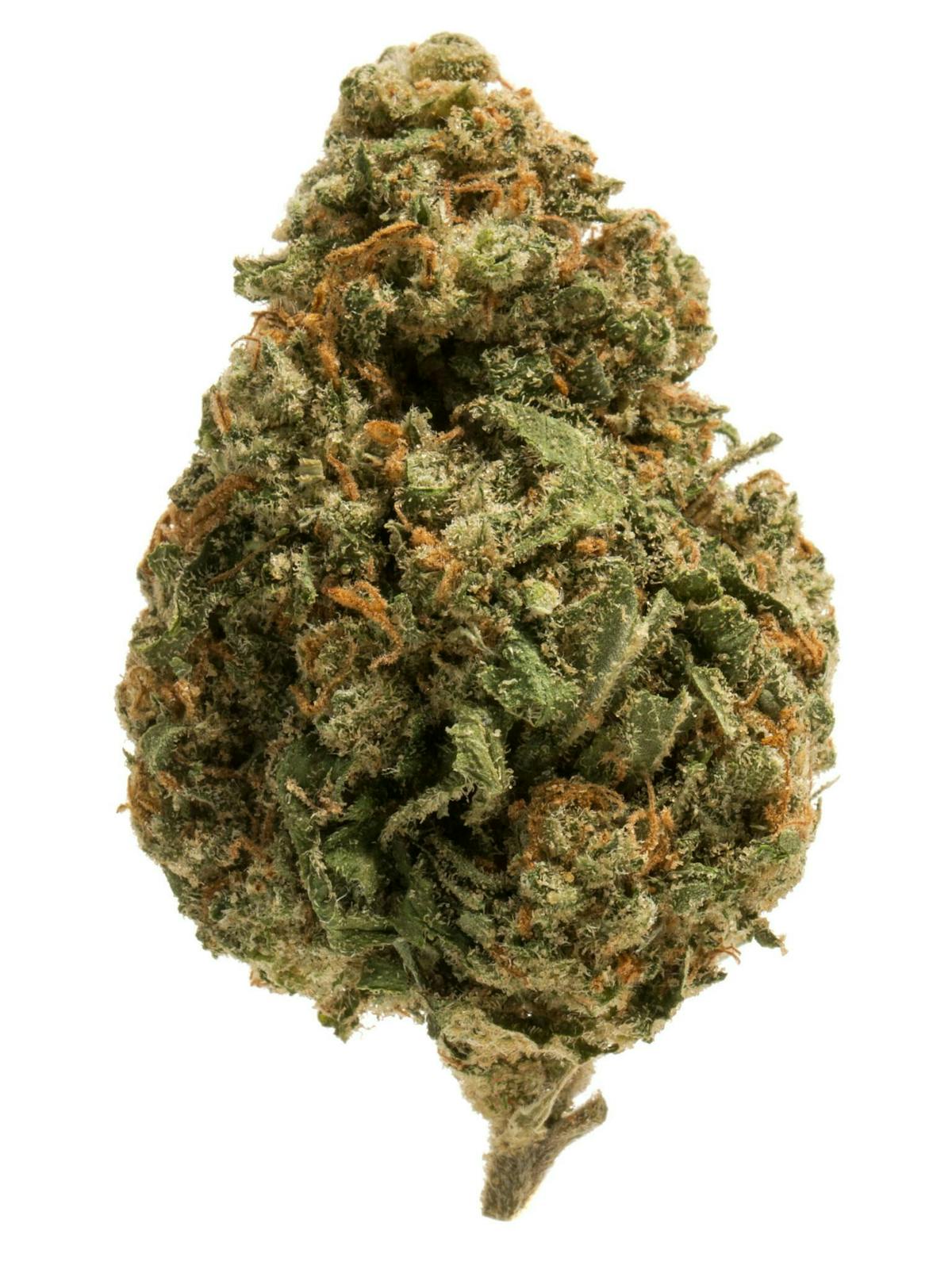 Image of Watermelon Wilson | 7g Flower