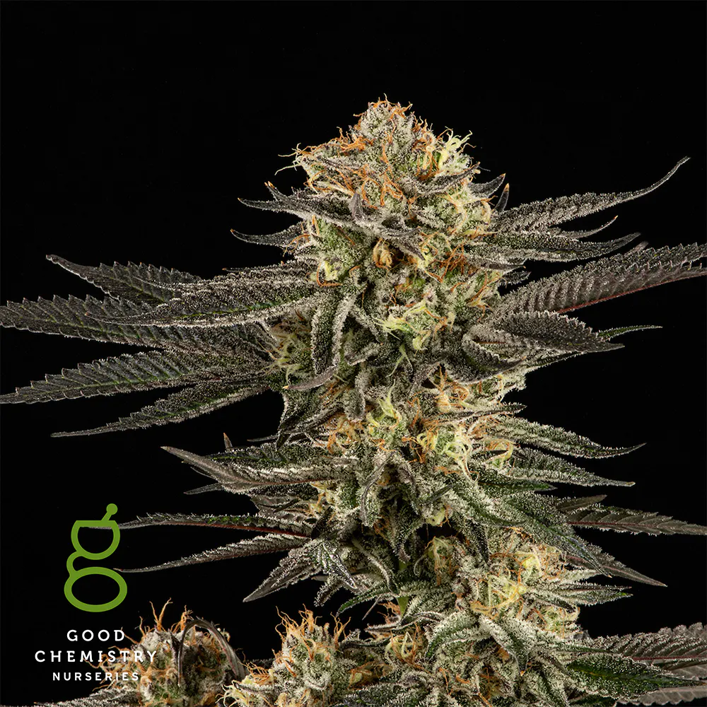 Platinum Huckleberry Cookies - 1g Live Rosin Dab | Good Chemistry REC