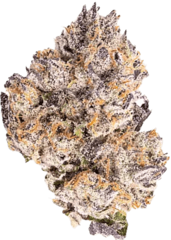 GATSBY CANNABIS CO. | OG RUNTZ INDICA