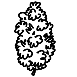 Flower category image
