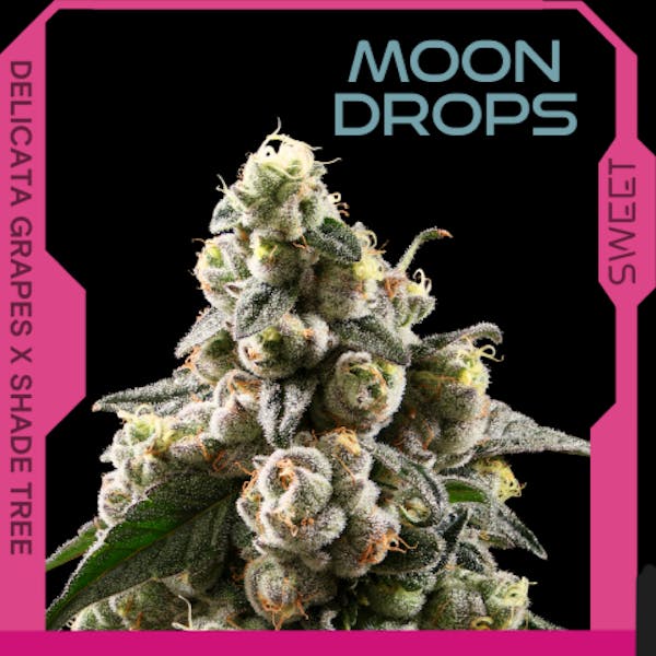 Moon Drops (S) - 3.5g Flower - Realm