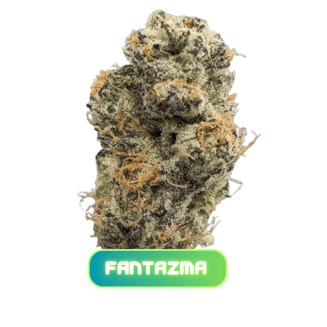 Fantazma Flower - 