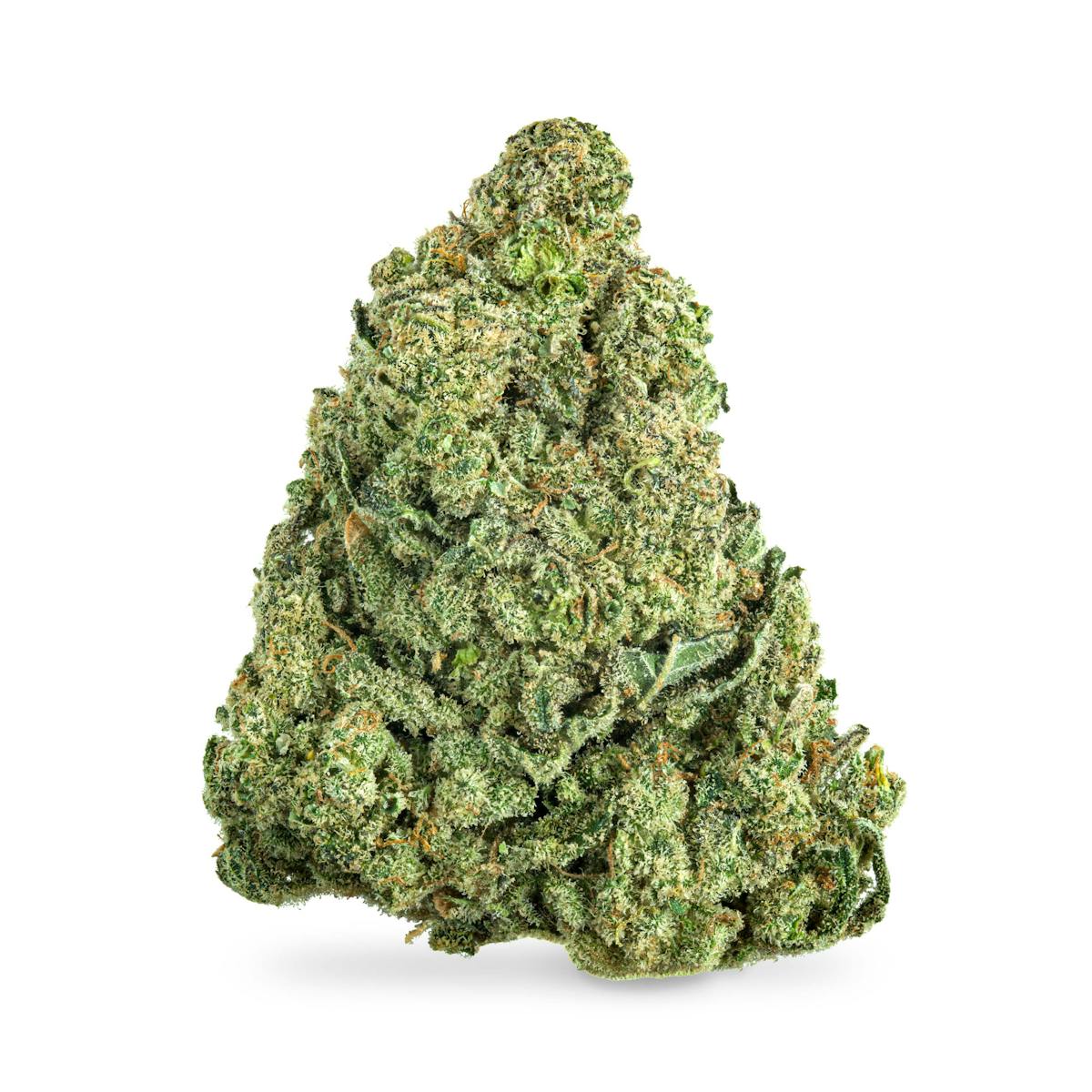 Photo of Orange Bud