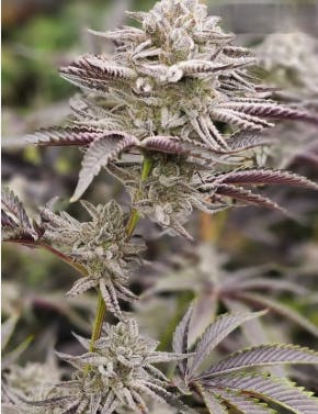 Base Camp | Drip Stix | Flower