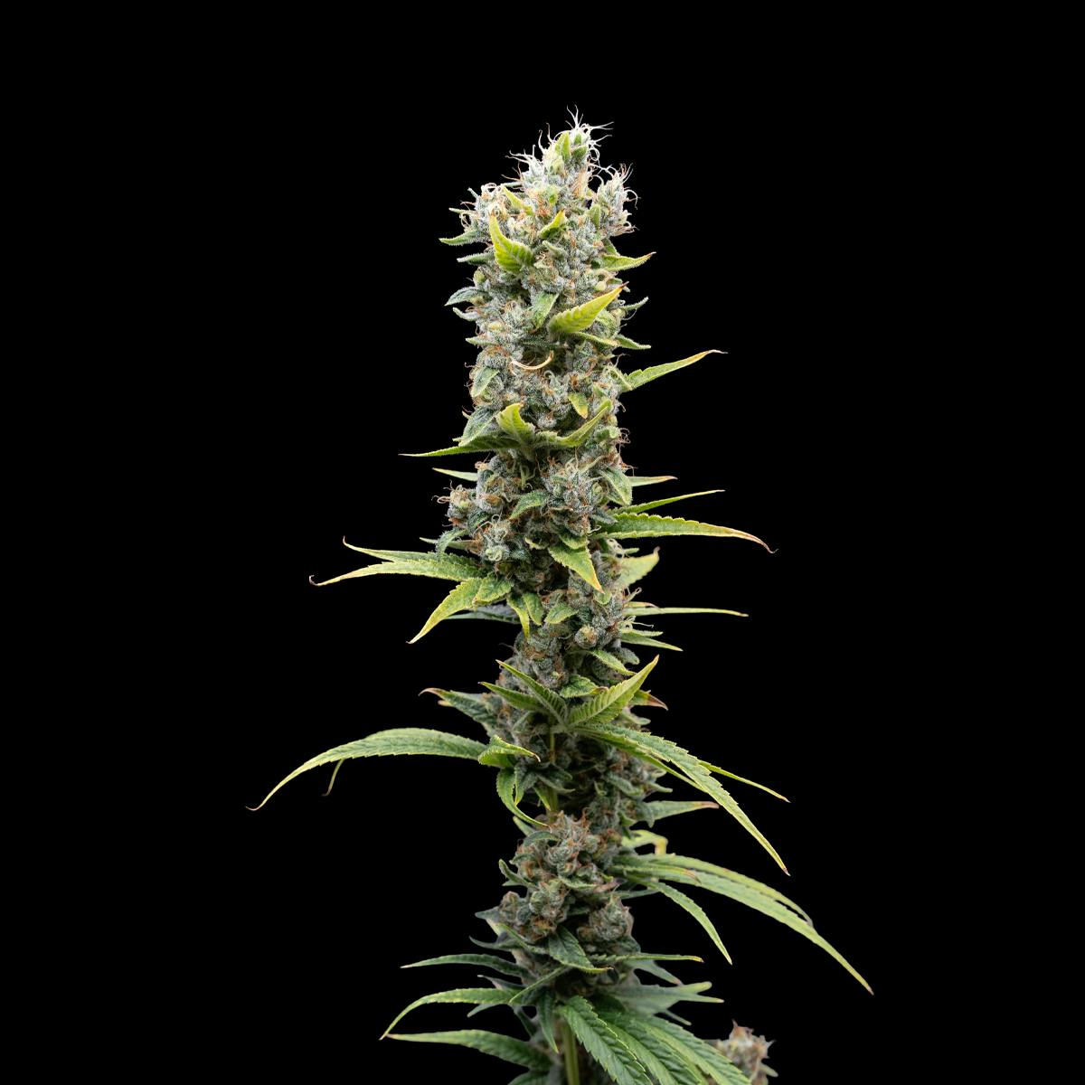 Green State Dispensary