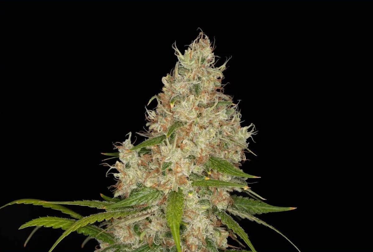 Photo of Lamb’s Bread 3.5g Flower Nature’s Heritage