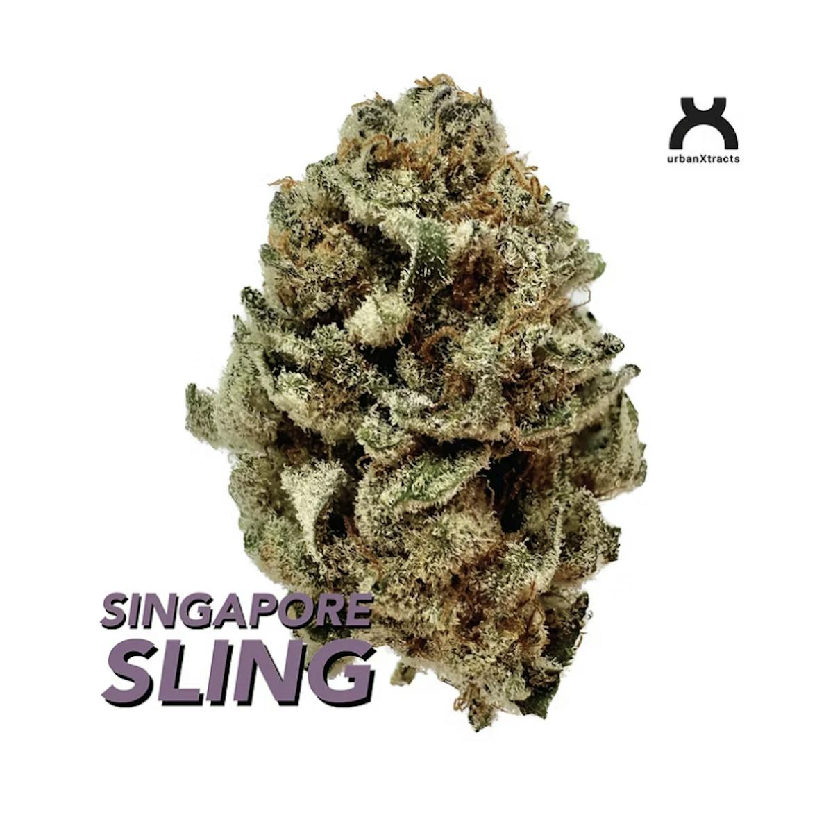 Photo of Singapore Sling | Flower