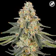 Scout Breath CTP