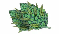 Flower category image