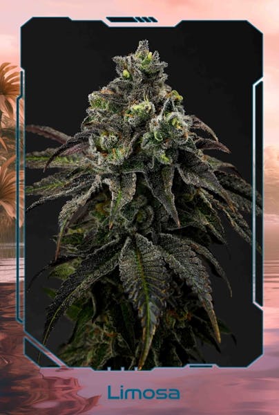 Limosa | 28g | Flower | Realm