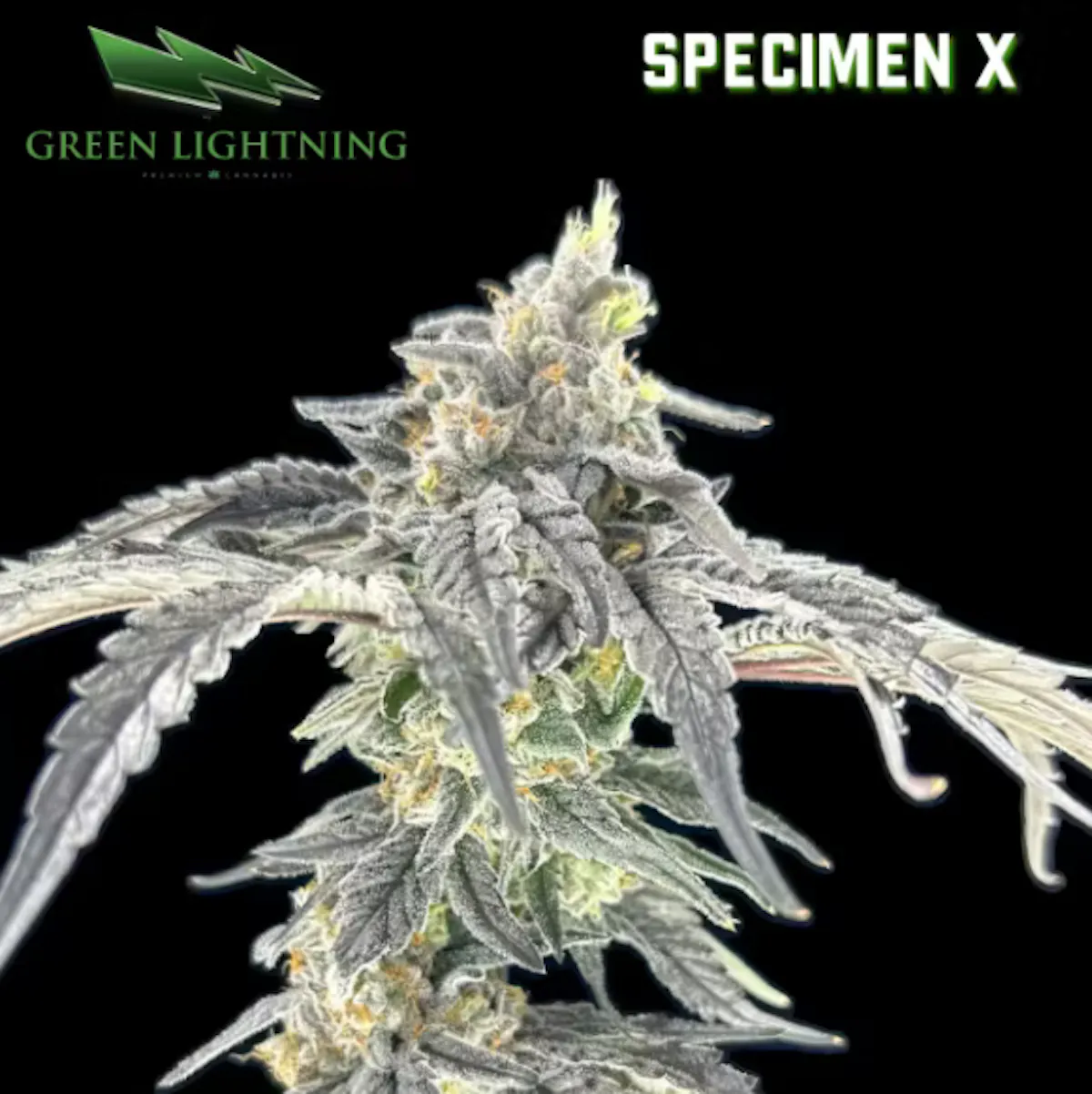 Green Lightning Specimen X 28g 1oz Flower | Green Lightning