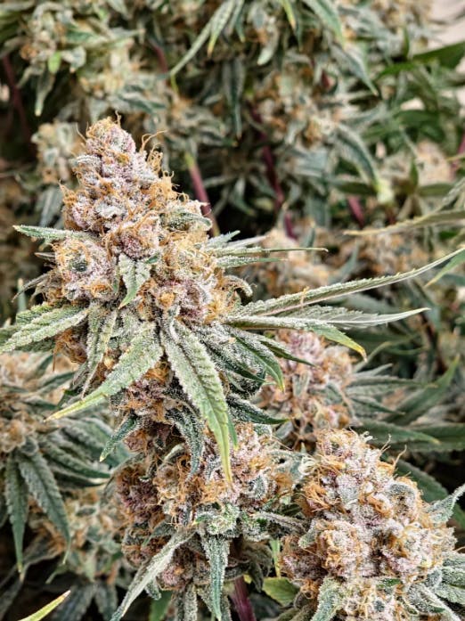 Product: OMG Farmer's Friend | Mango Haze | Flower - 3.5g