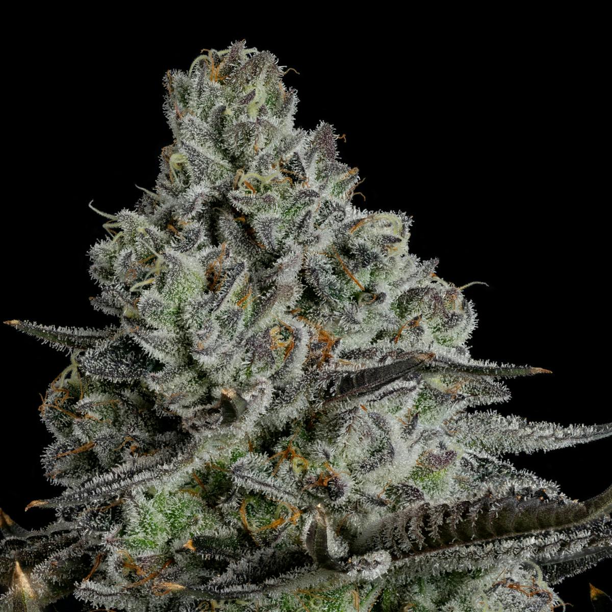 Product Whoopie Pie | Flower | 3.5g