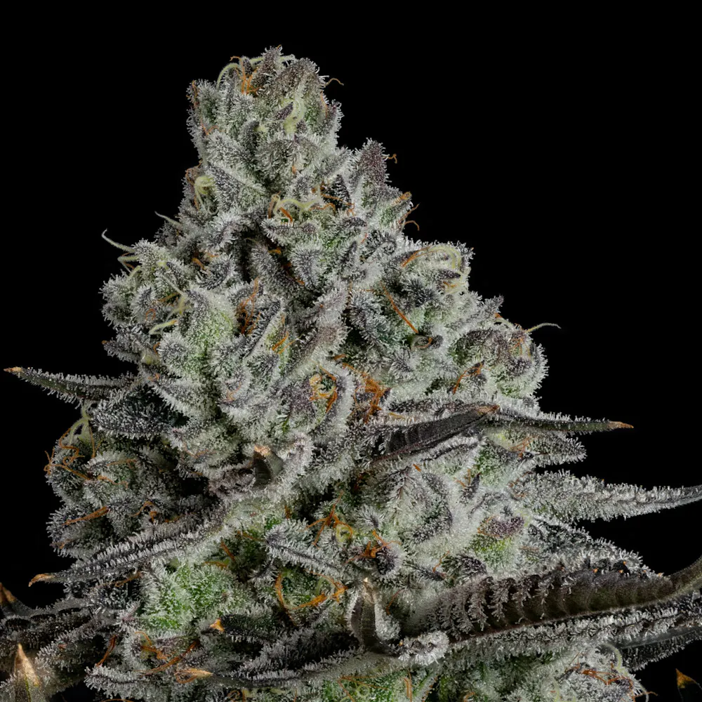 Product Whoopie Pie | Flower | 3.5g