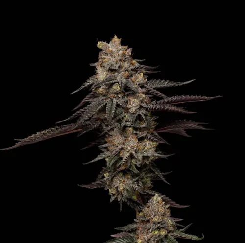 Good Chemistry Nurseries Ice Cream Cake 3.5g-active