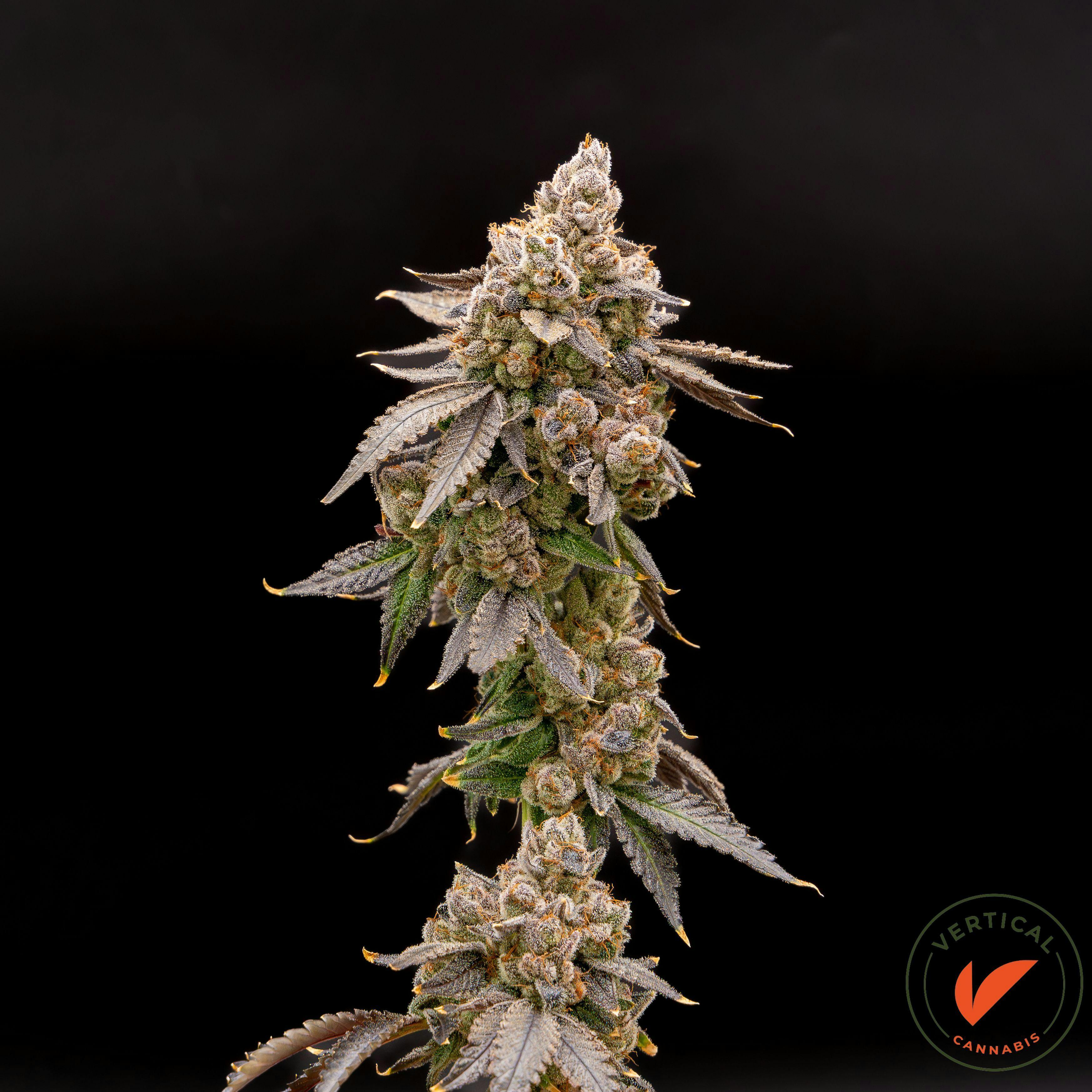 Photo of Souffle’ | 3.5g