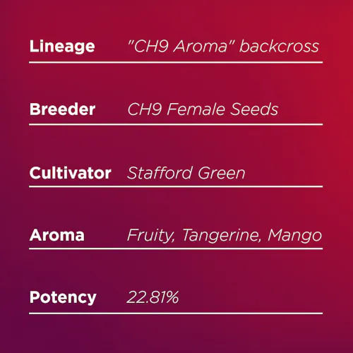 Deli Style |  Tangerine Punch Pre-Ground | Sungrown – Sativa – Hybrid-1