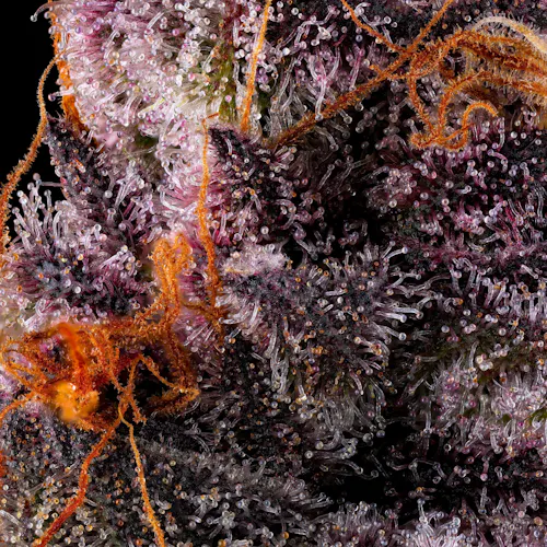 Lemon Cherry Tropicana [3.5g]-7
