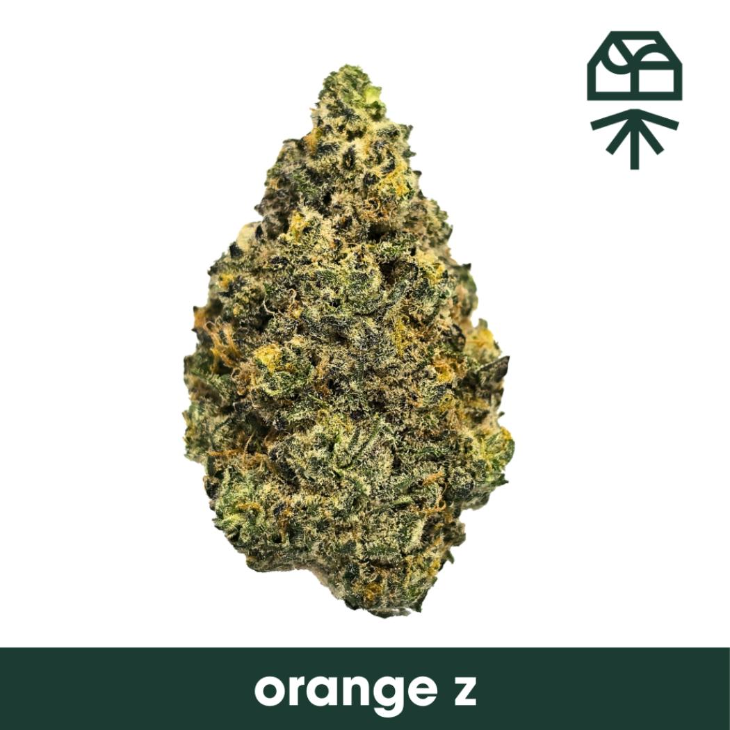 Grassroots Orange Z Flower