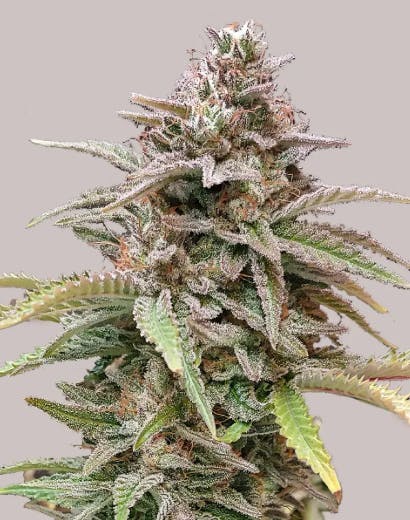 Product: Rhythm of Life | Critical Mass | Flower