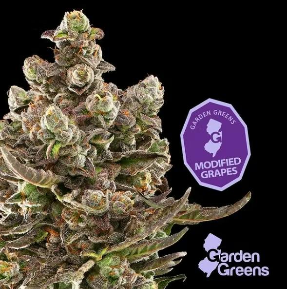 Modified Grapes | Mixed Nugs | 14gs – Hashery