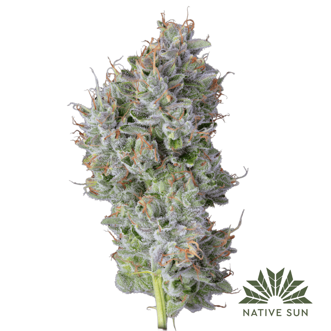 Native Sun Mimosa EVO | Flower | 3.5g - Native Sun Cannabis
