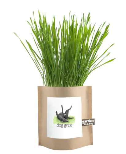 Garden in a Bag – Dog Grass-1