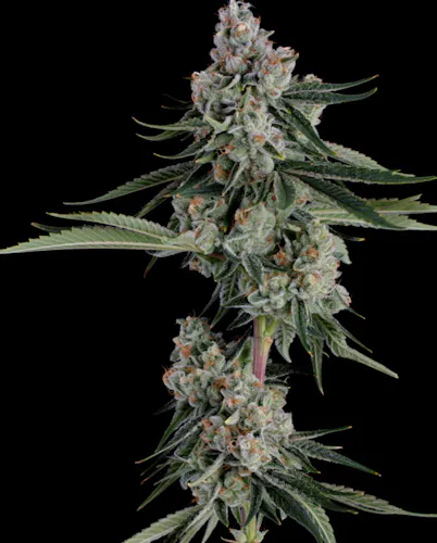 Happy Valley Sugar Shack 5 1g Pre-Roll-1