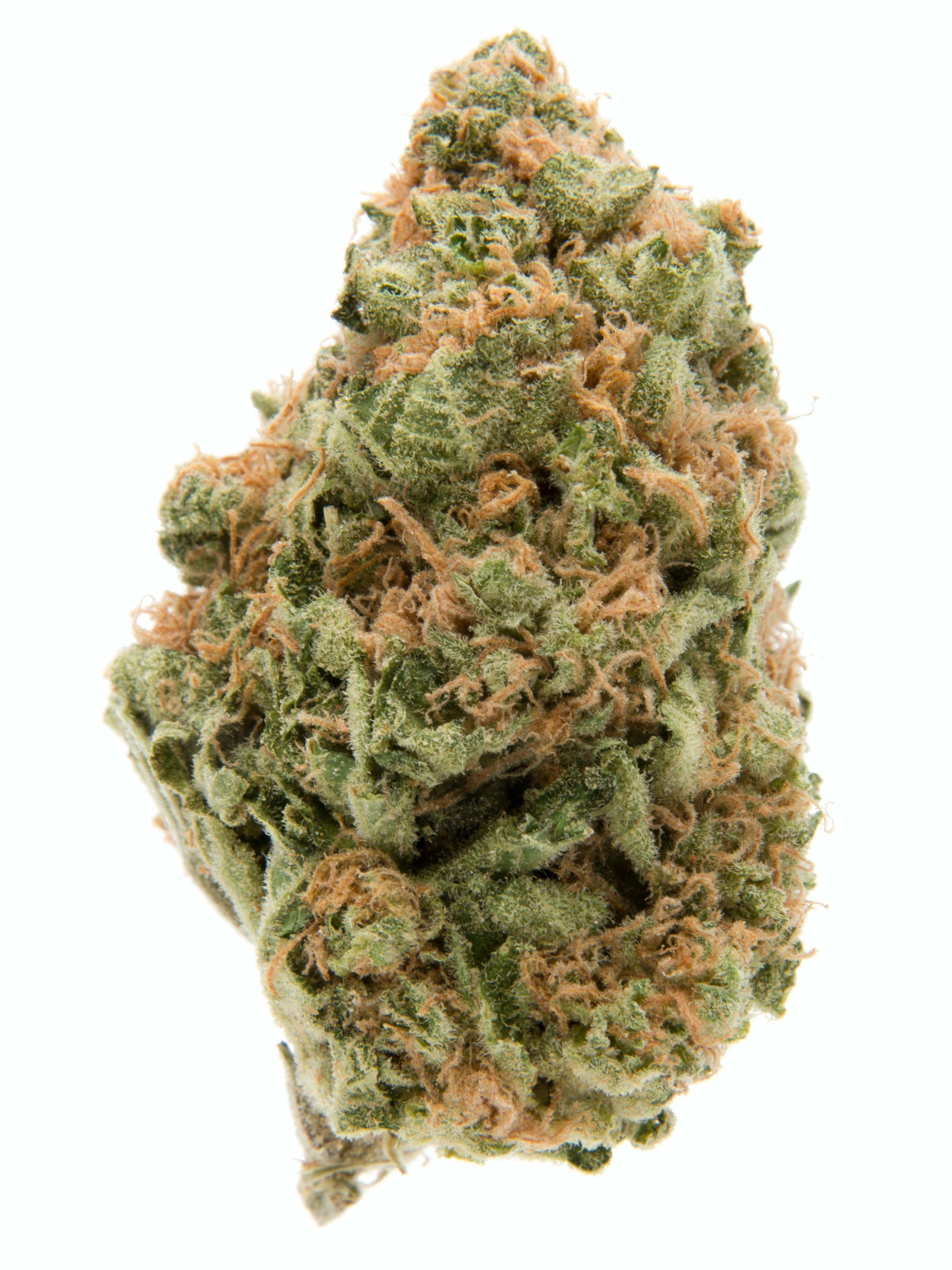 Photo of Gold Shelf – Berry Diesel (S)