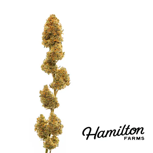 Garlic Knots Pre-Roll 2-Pack-2