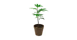 Clones category image