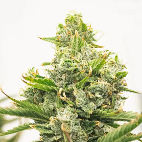 Mango | 3.5g-1