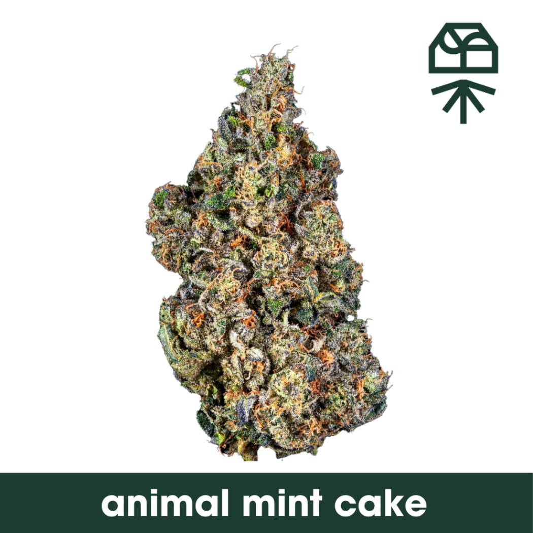 Animal Mint Cake Whole Flower 3.5g