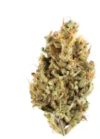 Product G-13 Buds