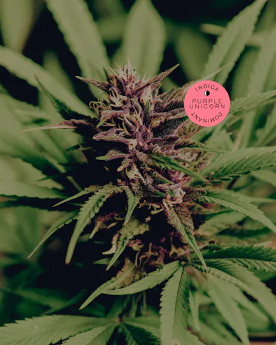 .7g Purple Unicorn Dime-active
