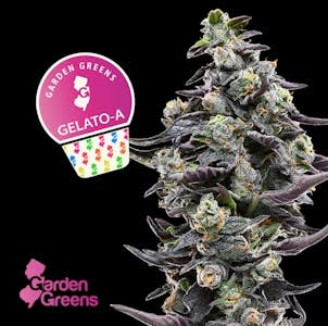 Photo of Gelato A 3.5g