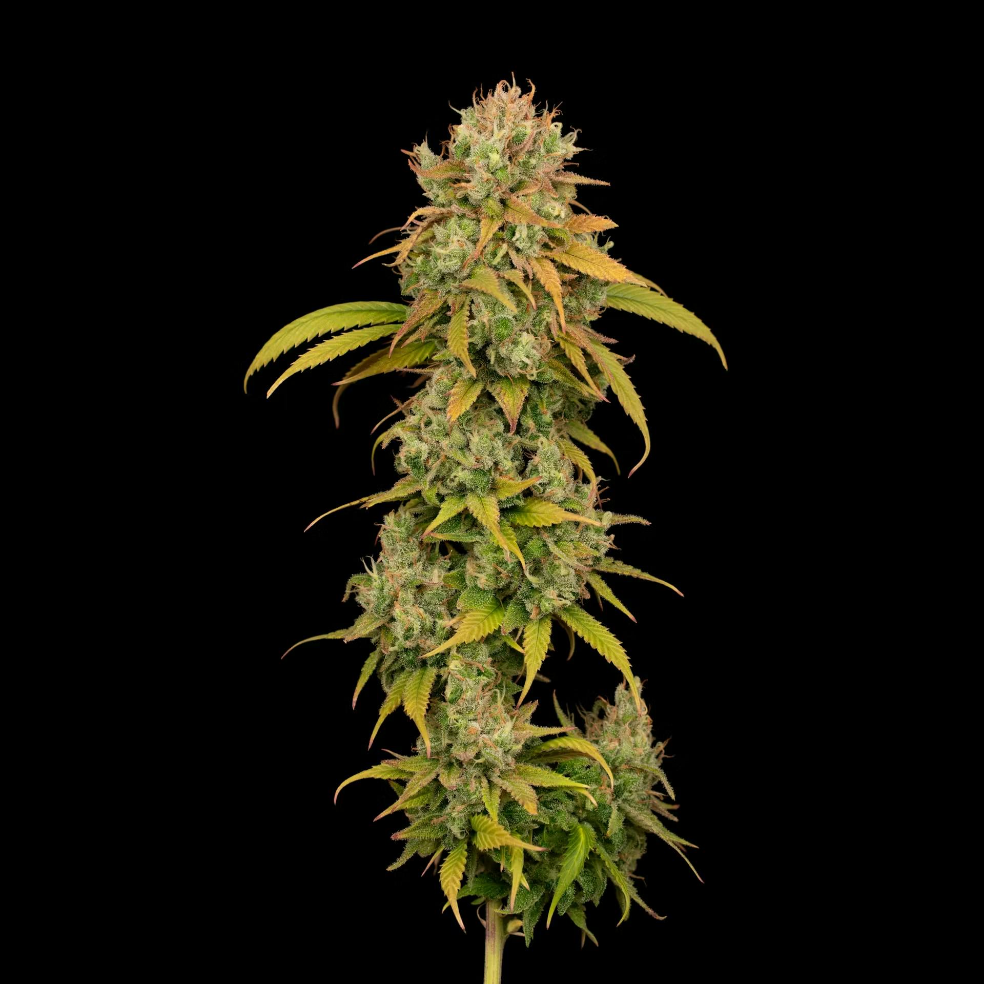 Product Strawberry Daze | Flower | 3.5g