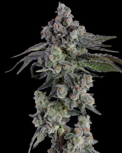 Happy Valley Sunset Sherbet 1g Pre-Roll-active