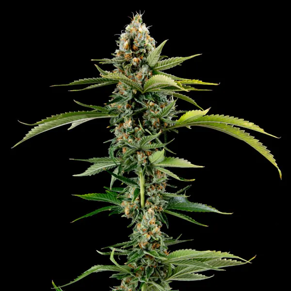 Vanarchy (H) | 7g | Flower | Perpetual