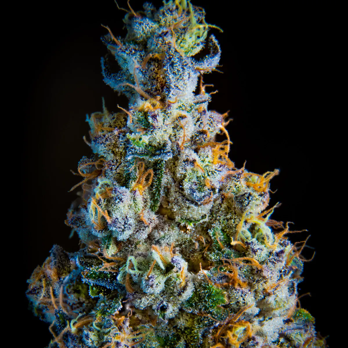 Impressed Orange Mints 14g 1/2oz Flower | Impressed LLC |