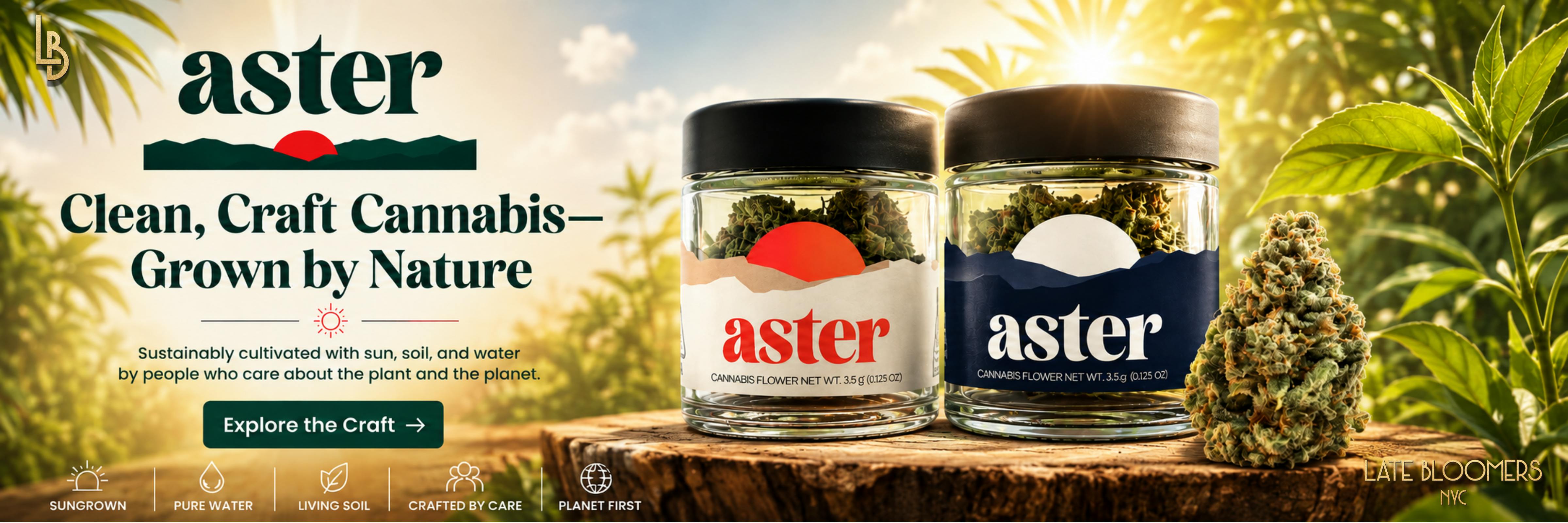 ASTER BRAND WEB BANNER x LATE BLOOMERS NYC