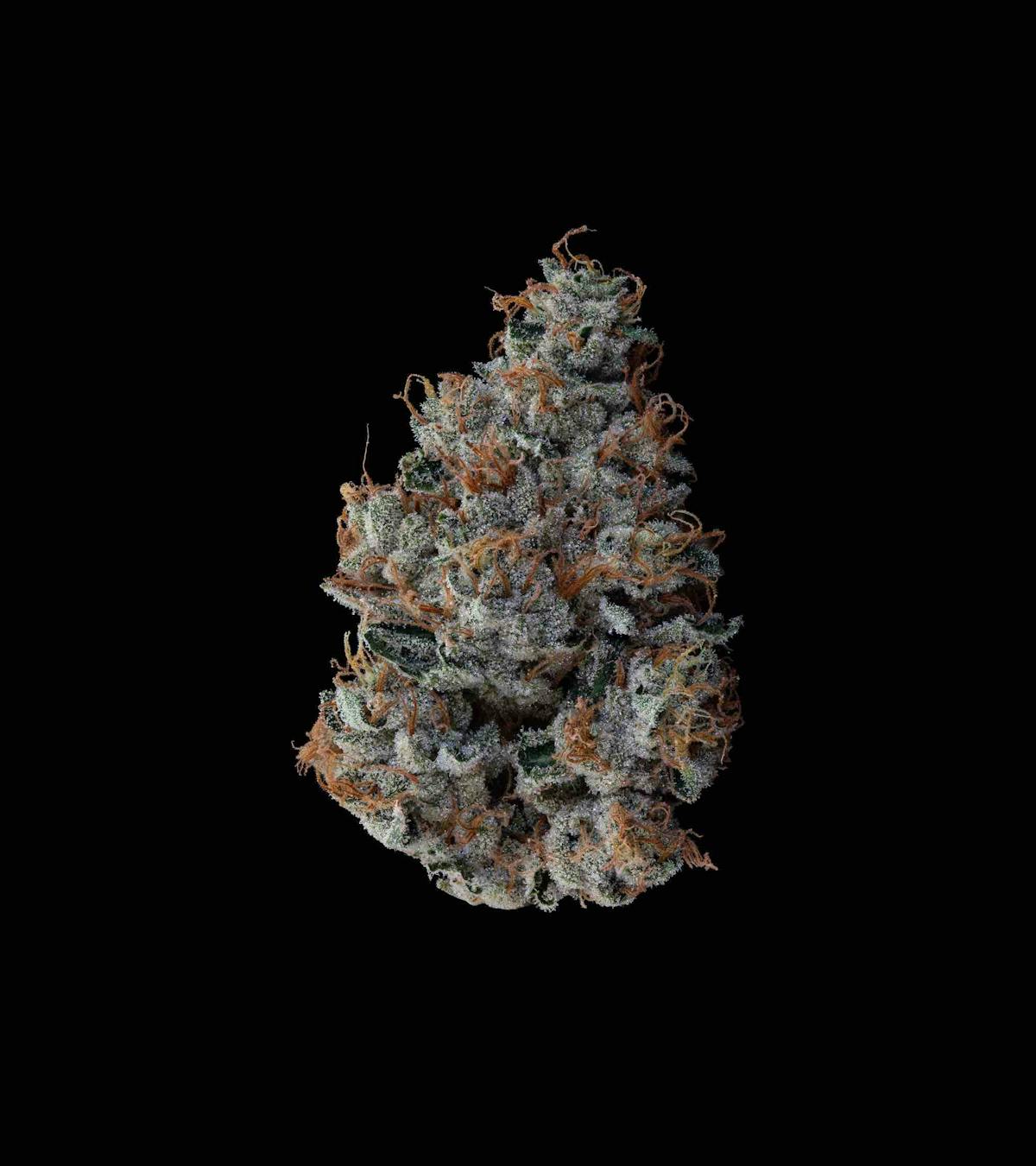 Photo of | Josh D Motorbreath |