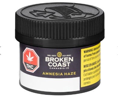 Amnesia Haze Pre-Roll 3-pack | 1.5g