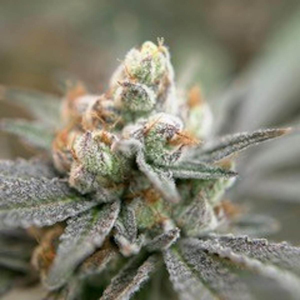 image of Pirate Breath Small Buds