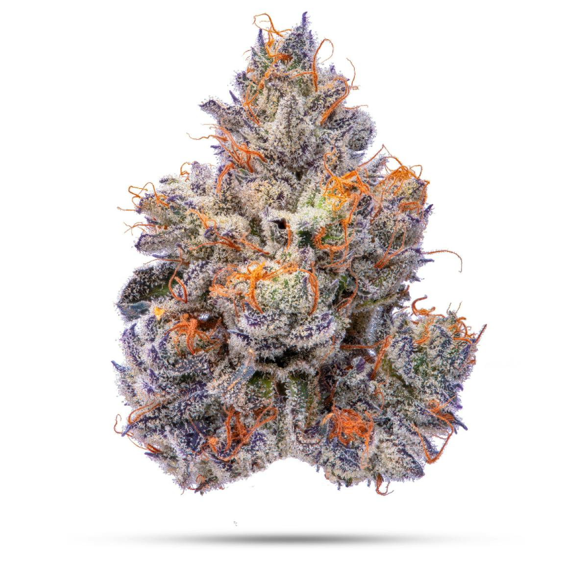 Product White Truffle | Flower | 3.5g